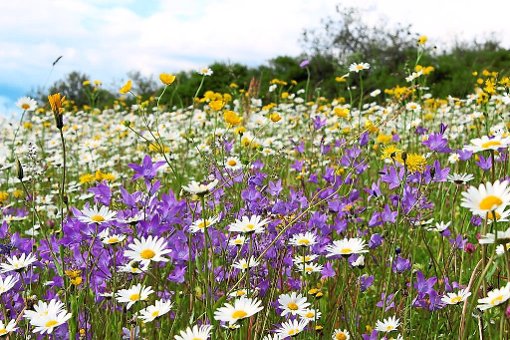 Landschaftspflege lohnt sich, wie die farbenprächtige Wildblumenwiese im Bereich Steinbühl zeigt.  Foto: Fischinger Foto: Schwarzwälder-Bote