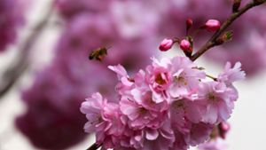 Die fleißigen kleinen Honigbienen sorgen  durch Bestäubung dafür, dass die Natur  wächst und gedeiht. Dafür benötigen die Tiere allerdings genug Nahrung. Auch ein bienenfreundlicher Garten trägt dazu bei. Foto: Menzler
