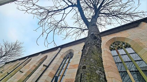 Vier Kastanienbäume in der Bruderschaftsgasse lässt die Stadt Rottweil fällen. Nach der Umgestaltung des Quartiers sollen sie durch Neuanpflanzungen ersetzt werden. Foto: Otto