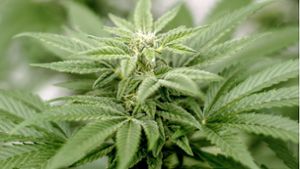 Cannabis soll  wachsen und gedeihen