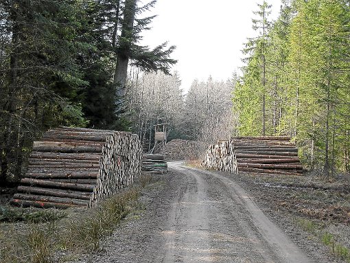 Der Loßburger Wald wirft wohl auch in diesem Forstwirtschaftsjahr einen satten Überschuss ab.   Archiv-Foto: Haubold Foto: Schwarzwälder-Bote