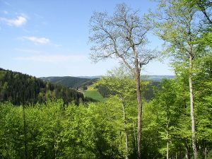 Die gesamte Erschließung des Stadtwalds ist dem Bericht nach derzeit noch unzureichend. Foto: Archiv Foto: Schwarzwälder-Bote