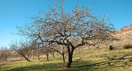 46 Obstbäume will der Weilheimer Obst- und Gartenbauverein am kommenden Samstag pflegen.   Foto: Ullrich Foto: Schwarzwälder-Bote