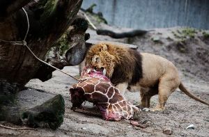 Die getötete Giraffe Marius wurde nach einer öffentlichen Obduktion an Löwen verfüttert. Foto: dpa