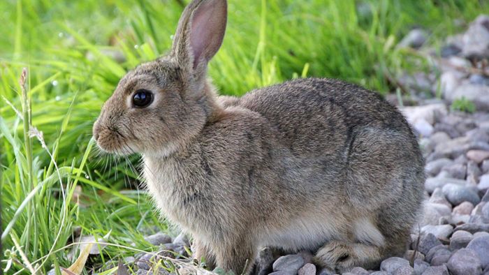 Polizei fängt verletztes Kaninchen in Oberndorf ein