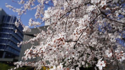 Auch in Stuttgart blühen die Kirschblüten schon in voller Pracht. Foto: Andreas Rosar Fotoagentur-Stuttg/Andreas Rosar Fotoagentur-Stuttg