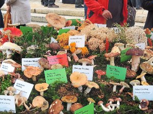 Über Pilze und ihre Namen können sich viele Besucher in Hornberg informieren. Foto: Schwarzwälder-Bote