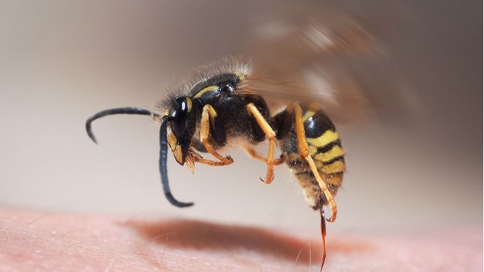 Gefährliche Wespenstiche – Mediziner in Rottweil geben Tipps