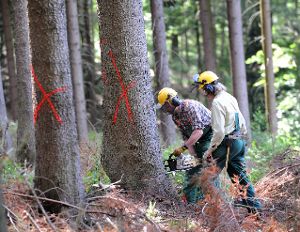 Rund 600 Festmeter weniger als in diesem Jahr sollen 2016 im Geislinger Wald eingeschlagen werden.  Symbolfoto: Hiekel Foto: Schwarzwälder-Bote