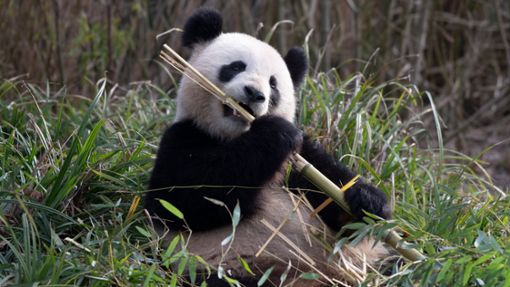 Das Zeitfenster, in dem Pandaweibchen wie Meng Meng empfängnisbereit sind, ist sehr kurz. Foto: Paul Zinken/dpa
