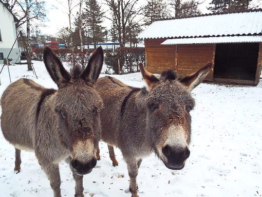 Den beiden Kameraden macht der Winter nichts aus. Solange die Esel von Bauer Hans-Dieter Jauch einen Platz haben, an dem es nicht zieht, genießen sie die kalte Jahreszeit im Freigehege. Fotos: Röseler Foto: Schwarzwälder-Bote
