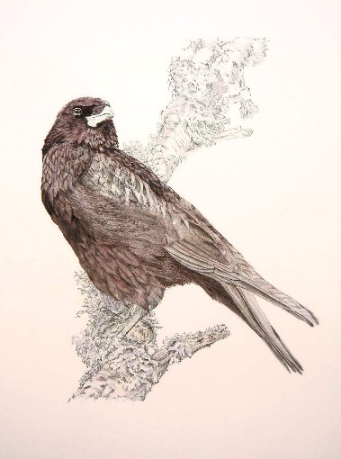 Ein Rabe, gezeichnet von Naturpädagogin Christine Bissell, künstlerisch eingefangen im Christophstal, ist bei der Ausstellung  in der Galerie des Kreishauses zu sehen Foto: Schwarzwälder-Bote
