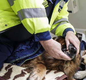 In Donaueschingen ist ein Schäferhund an den Folgen des Schneckenkorn-Gifts gestorben. Das Gift lag säckeweise im  Sickenbühl in der Nähe des Hundeplatzes. Foto: Leif Piechowski