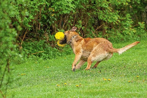 Erwischt! Das Foto zeigt eine Szene mit dem Malinois Amy  bei der Frühjahrsprüfung der Hundefreunde. Foto: Look Foto: Schwarzwälder-Bote