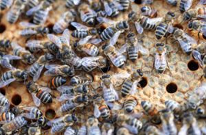 Die Bienen töteten sechs Menschen. (Symbolbild) Foto: dpa/Jens Büttner