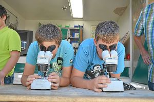 Die Schüler untersuchten die Spinnen unter den  Mikroskopen.  Foto: Schule Foto: Schwarzwälder-Bote