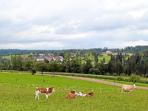 Idyll im Weiler Wald: Draußen auf der Weide strahlt das Vieh entspannte Ruhe aus – doch in dem Dorf mit zuletzt 188 Wahlberechtigten gibt es Spannungen. Foto: Brandt