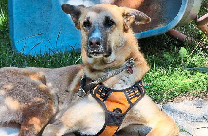 Entlaufen in Sulz: Die Suche nach Hund Joey geht weiter