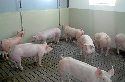 Glückliche Schweine auf dem Hezelhof in Irslingen: An ihnen geht der sogenannte Dioxinskandal vorbei.   Foto: Hezel