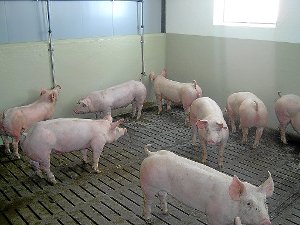 Glückliche Schweine auf dem Hezelhof in Irslingen: An ihnen geht der sogenannte Dioxinskandal vorbei.   Foto: Hezel