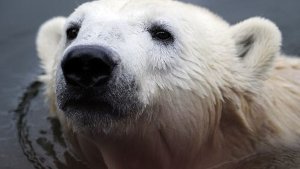 Drei Eisbärfurien setzen Knut zu
