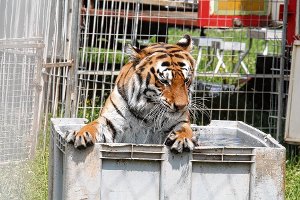 Ein Bad im kühlen Nass bevorzugt hier einer der 15 sibirischen Tiger von Tiertrainer Christian Walliser, der die alte Löffinger Stadtsäge pachten und hier einen Raubtierhof etablieren möchte.  Foto: Bächle
