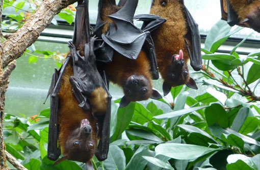 Sie hängen im Schmetterlingshaus der Stuttgarter Wilhelma ab: Fünf Flugfüchse. Foto: Wilhelma