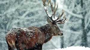 Winter für Wildtiere kein Märchen