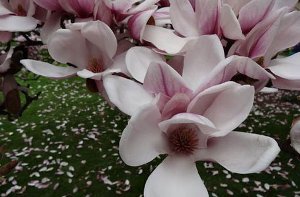 Auch für unsere Leserfotografen sind die Magnolien in der Stuttgarter Wilhelma ein lohnendes Motiv. Foto: Leserfotograf locke
