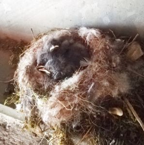Ein Rotschwänzchenpaar hat in der Halle in Winzeln ein Nest gebaut und die gelegten Eier ausgebrütet. Foto: Trik