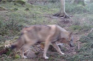 Im April 2019 wurde der erste heimische Wolf in Baden-Württemberg bei Bühl im Schwarzwald von einer Fotofalle aufgenommen. Foto: dpa/Roland Hostert