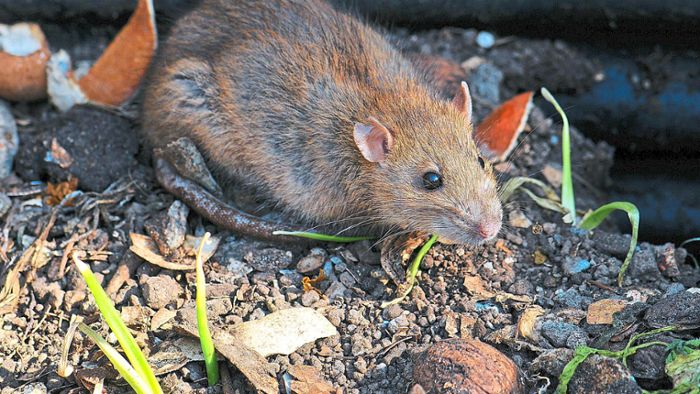 Ratten werden immer mehr zur Plage