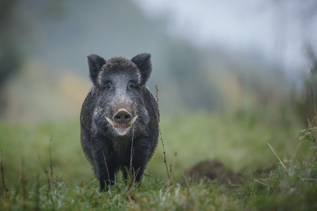 Wildschweine werden auch am Rohrhardsberg zur   Plage.
