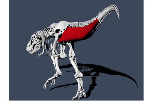 Das Bild zeigt eine Schwanzmuskelrekonstruktion des Tyrannosaurus Rex. Der Tyrannosaurus Rex war ein furchterregender Jäger, aber beim Gehen war der Dinosaurier wohl eher gemächlich unterwegs. Foto: Pasha van Bijlert/dpa