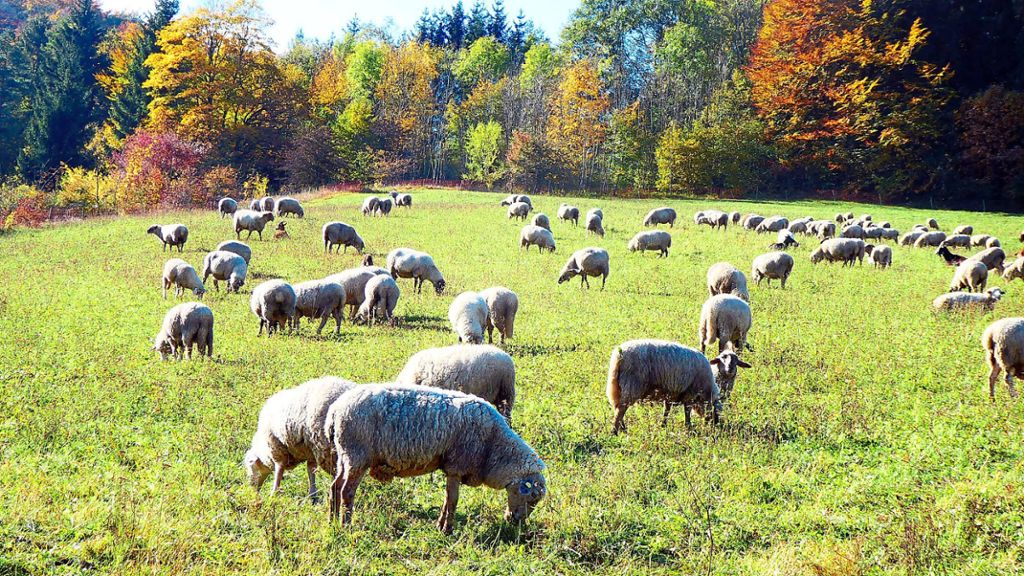 Ein malerisches Bild: Auf einer Weide bei Blumberg fressen die Schafe das Gras in dieser wunderschön gefärbten Herbstkulisse.