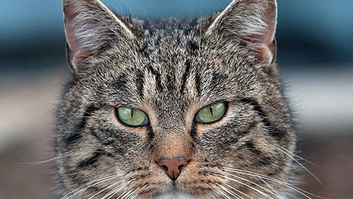 Katzen-Attacke wirft Fragen auf
