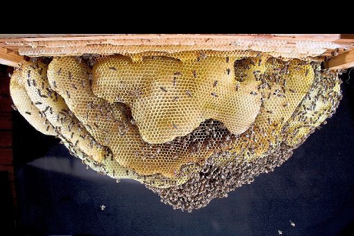 Die Bienen sind in ihren Staaten hochorganisiert.  Foto: Heilmann Foto: Schwarzwälder-Bote