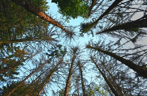 Im Gemeindewald Ratshausen wird der Hiebsatz erhöht. Es gilt weiter der Grundsatz der Nachhaltigkeit. Der Bestand an Laubhölzern wird erhöht. Foto: Dedert