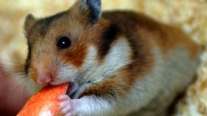 10. Oktober: Tierquäler wirft lebenden Hamster in Mülltonne