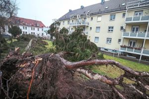 In der Dattenbergstraße trifft ein entwurzelter Baum ein Mehrfamilienhaus und richtet dort  Schaden an.    Foto: Eich