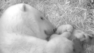 Zoo freut sich über Eisbären-Nachwuchs