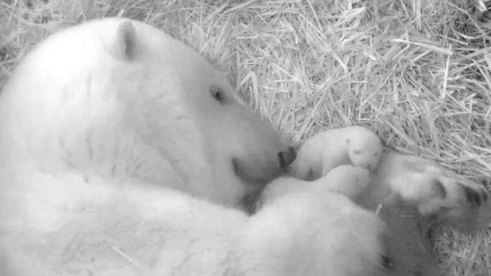 Zoo freut sich über Eisbären-Nachwuchs