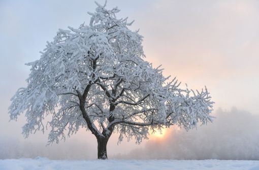 Mitte November lassen sich nur schwer Aussagen über den Verlauf des Winters treffen. (Symbolfoto) Foto: dpa