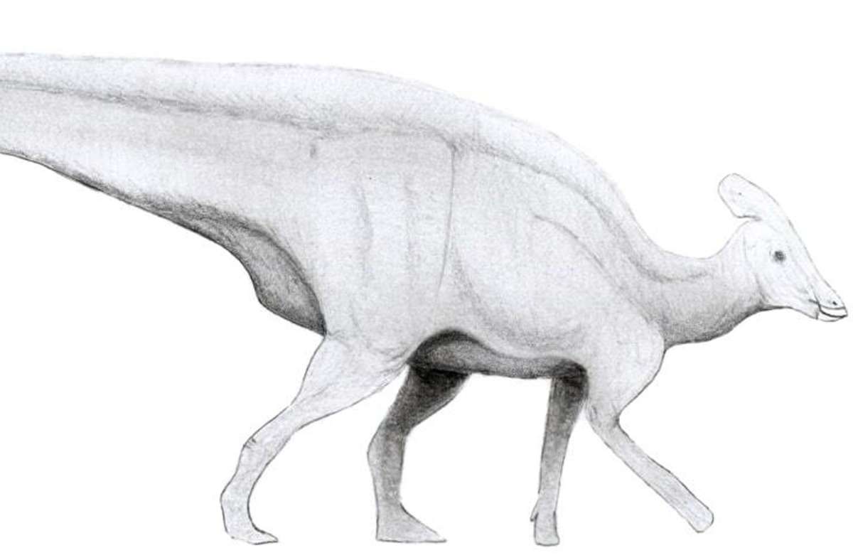 Zeichnung eines Tlatolophus galorum: Der Dinosaurier lebte während der späten Kreidezeit in Nord- und Mittelamerika. Foto: Wikipedia commons/Levi bernardo/CC BY-SA 3.0