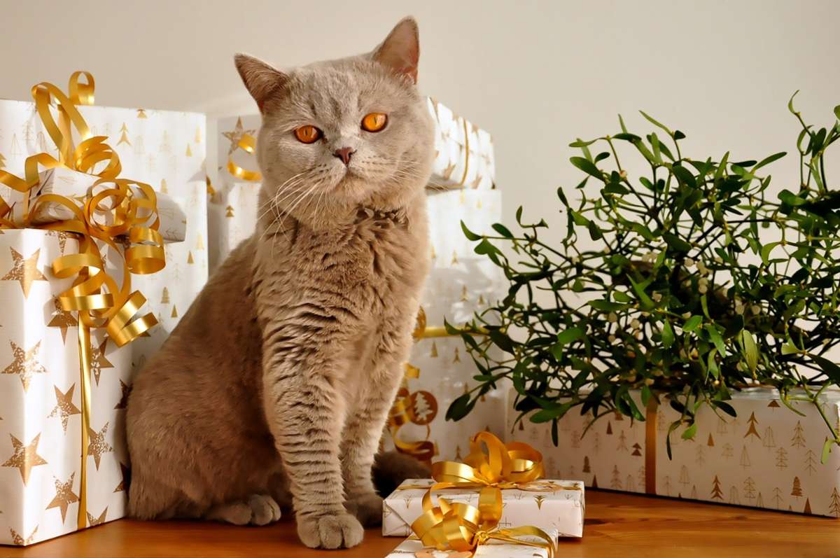 Immer wieder landen Haustiere als Geschenk unterm Weihnachtsbaum. (Symbolfoto) Foto: Pixabay/uschi2807