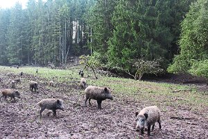 Auch in der Nähe des Wildschweingeheges ist für das kommende Jahr ein großer Holzeinschlag geplant. Foto: Schmidt Foto: Schwarzwälder-Bote