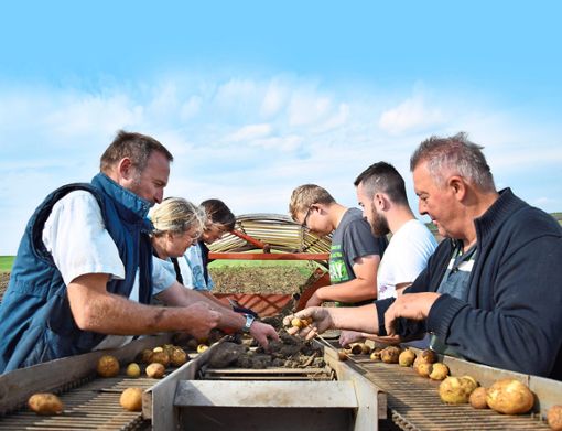 Ohne Handarbeit geht es trotz des maschinellen Kartoffelroders bei der Ernte nicht, Aron Huber hat viele Helfer, die mit ihm die Kartoffeln von Hand verlesen. Foto: Kaletta Foto: Schwarzwälder Bote