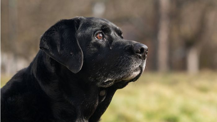 Kommunen im Südwesten nehmen mehr Hundesteuer ein als zuvor