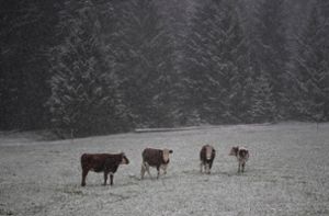 Rinder stehen auf einer verschneiten Wiese bei St. Märgen. Foto: dpa
