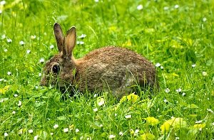 An der Kaninchenpest sterben in Freiburg derzeit bis zu 20 Tiere täglich. (Symbolfoto) Foto: dpa-Zentralbild